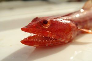 Lagarto Real a deep jigging en Cabo Verde