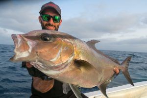 Seriola rivoliana a jigging en Isla de Sal