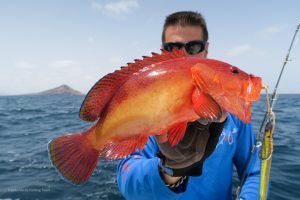 Garopa a jigging en Isla de Sal