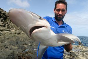 Tiburón Dusky a rock fishing en Cabo Verde