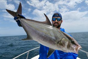 Serviola Rivoliana a jigging